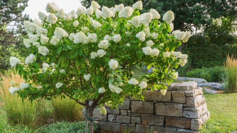 Les hortensias peuvent ajouter un élément vertical étonnant à un jardin – découvrez comment en entraîner et en couper un avec des conseils d’un expert Hortengea Les hortensias peuvent ajouter un élément vertical étonnant à un jardin - découvrez comment en entraîner et en couper un avec des conseils d'un expert Hortengea