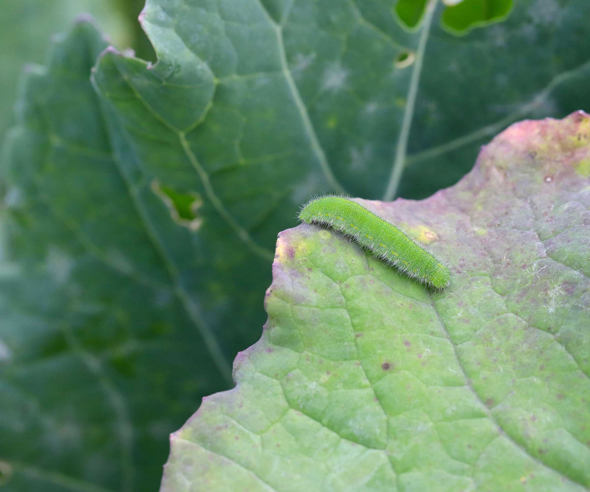 Caterpillar de Pieris rapae sur feuille