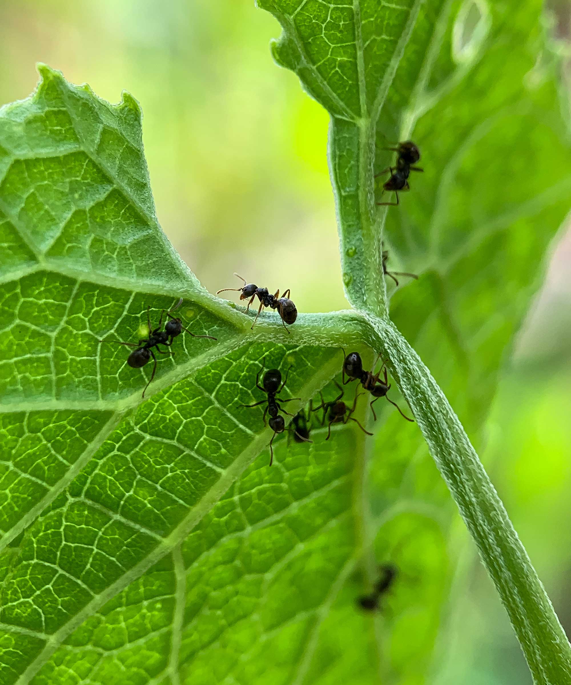 fourmis sur feuille