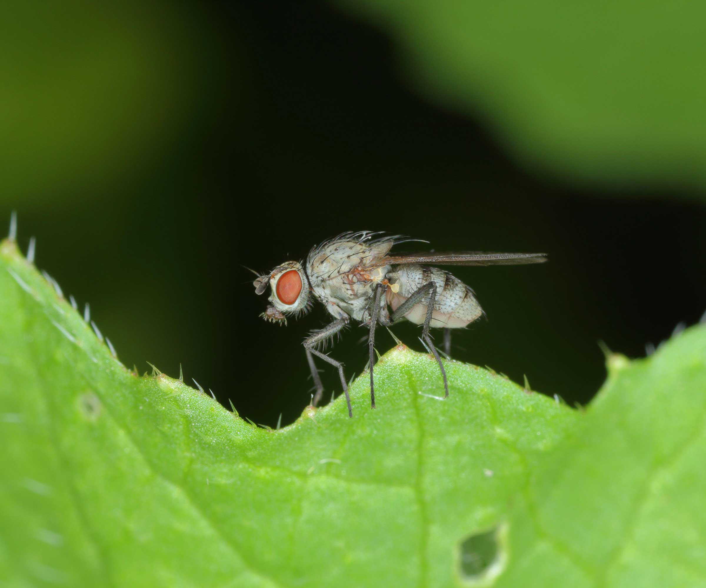 Les graines de haricot volent sur la feuille