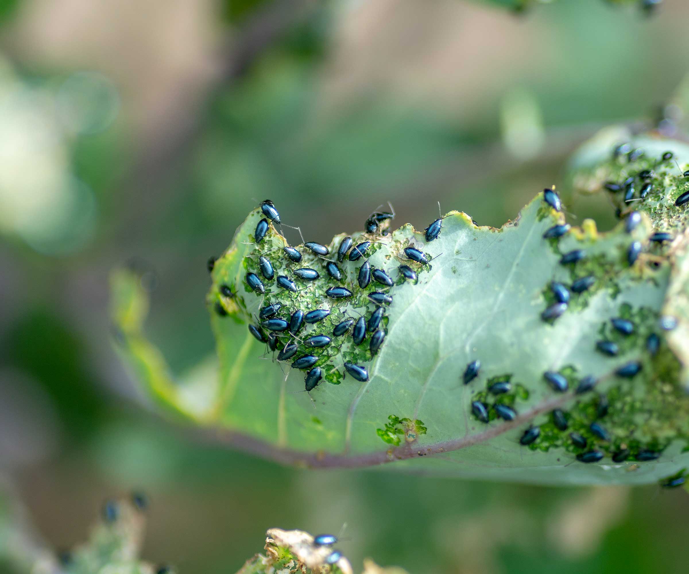 Cépèdes aux puces sur la feuille