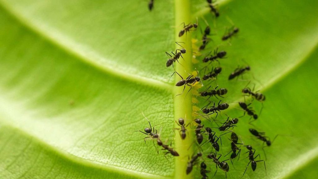 Gardez ces 5 parasites de jardin de printemps à distance avec des méthodes approuvées par des experts qui ne risqueront pas d'endommager votre cour