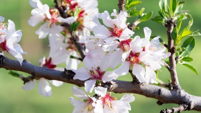 Meilleurs arbres pour la fleur de printemps – 5 belles options pour un spectacle de saison spectaculaire dans n’importe quelle cour de taille Meilleurs arbres pour la fleur de printemps - 5 belles options pour un spectacle de saison spectaculaire dans n'importe quelle cour de taille