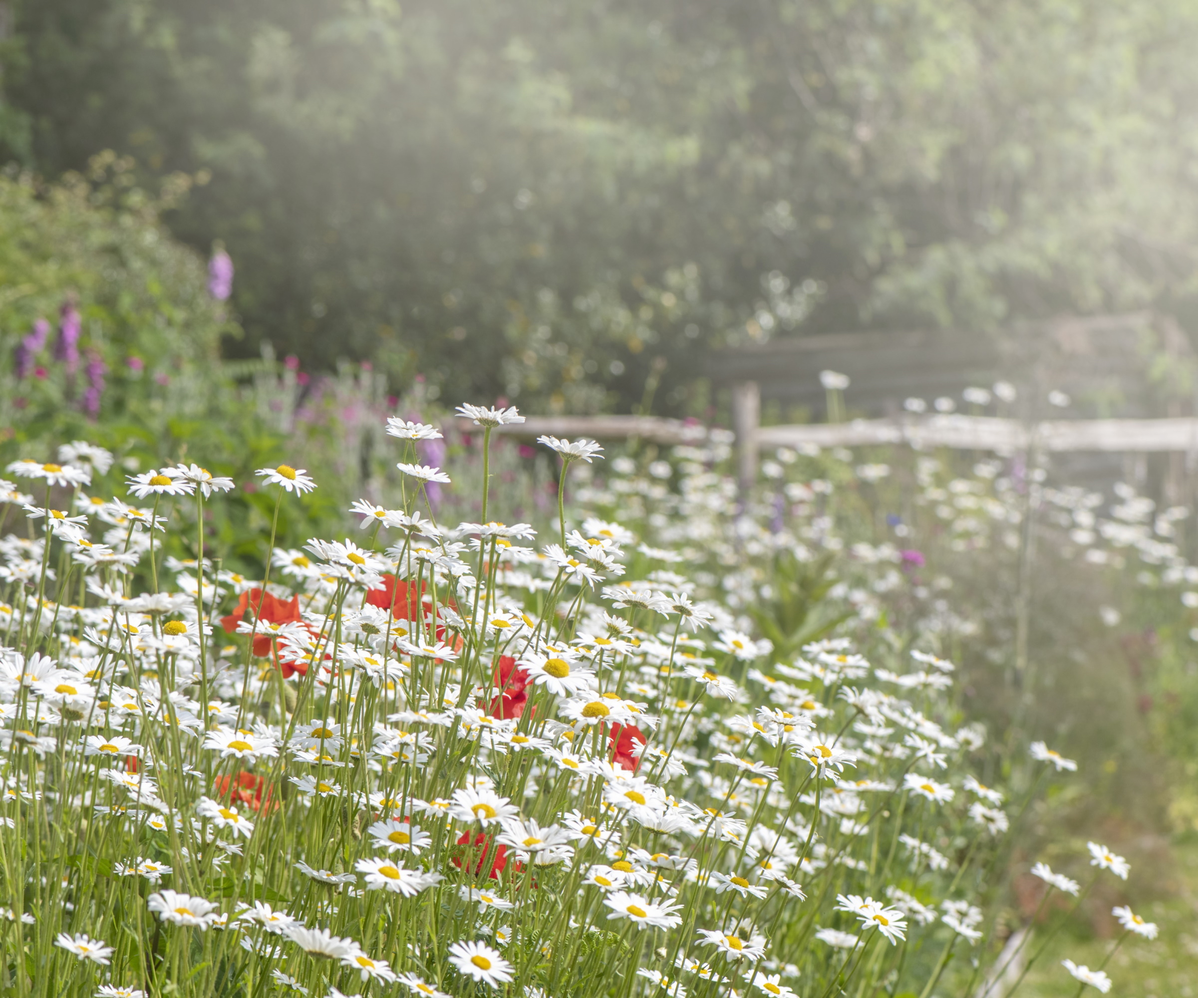 Cottage Garden Border avec des marguerites et des plantations vivaces