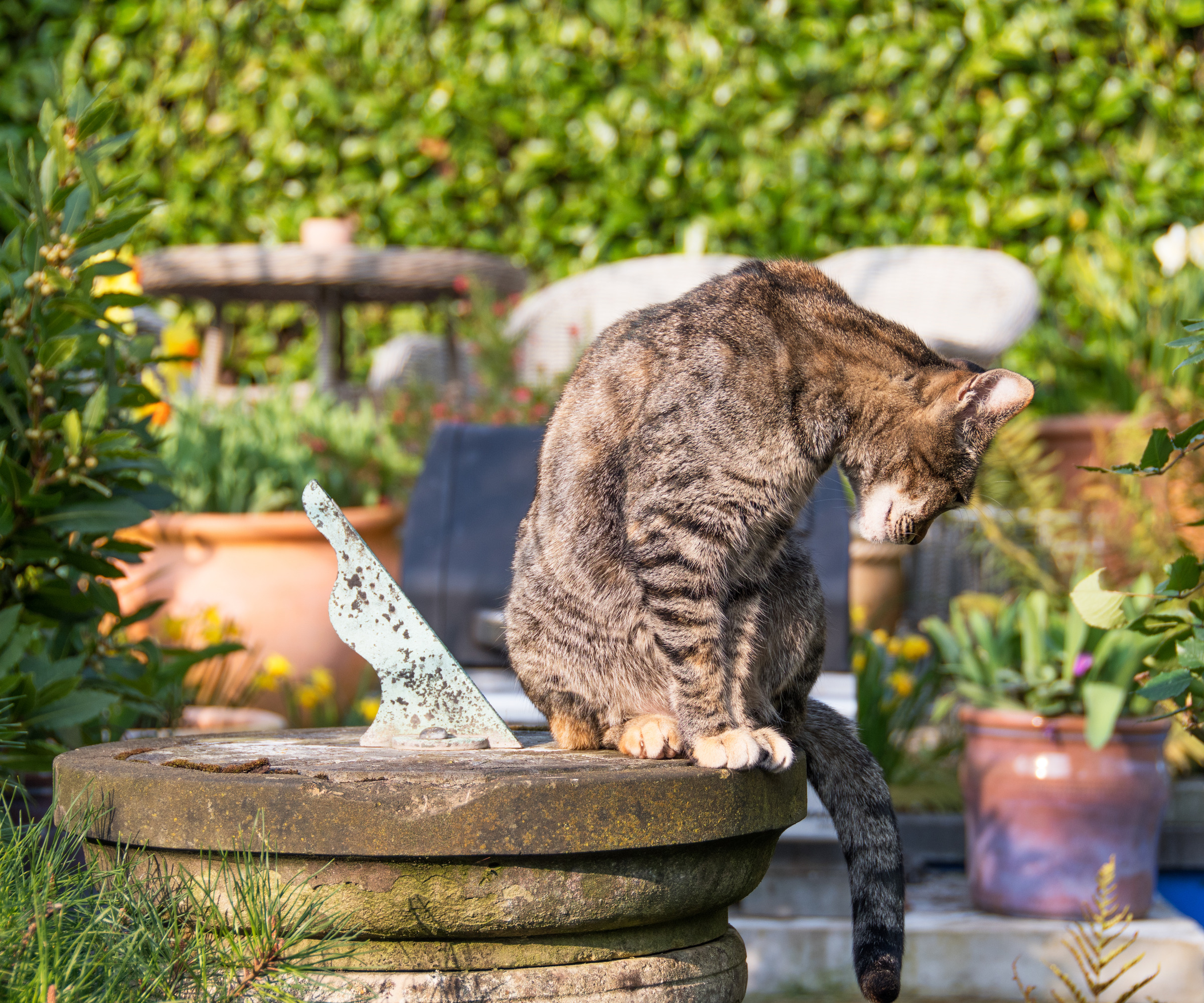 Un chat était assis sur un cadran solaire dans un jardin ensoleillé