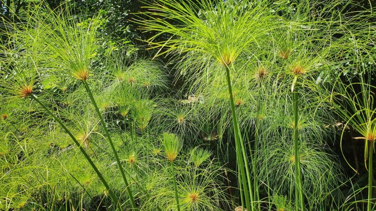 Comment cultiver du papyrus à l’extérieur – et profiter d’une démonstration de feuillage de feu de feu de ces plantes faciles à cultiver et aimant l’humidité Comment cultiver du papyrus à l'extérieur - et profiter d'une démonstration de feuillage de feu de feu de ces plantes faciles à cultiver et aimant l'humidité