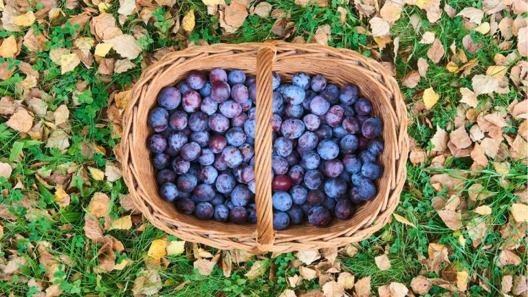 Meilleurs types de prunes – 12 variétés à pousser pour une récolte fructueuse Meilleurs types de prunes - 12 variétés à pousser pour une récolte fructueuse