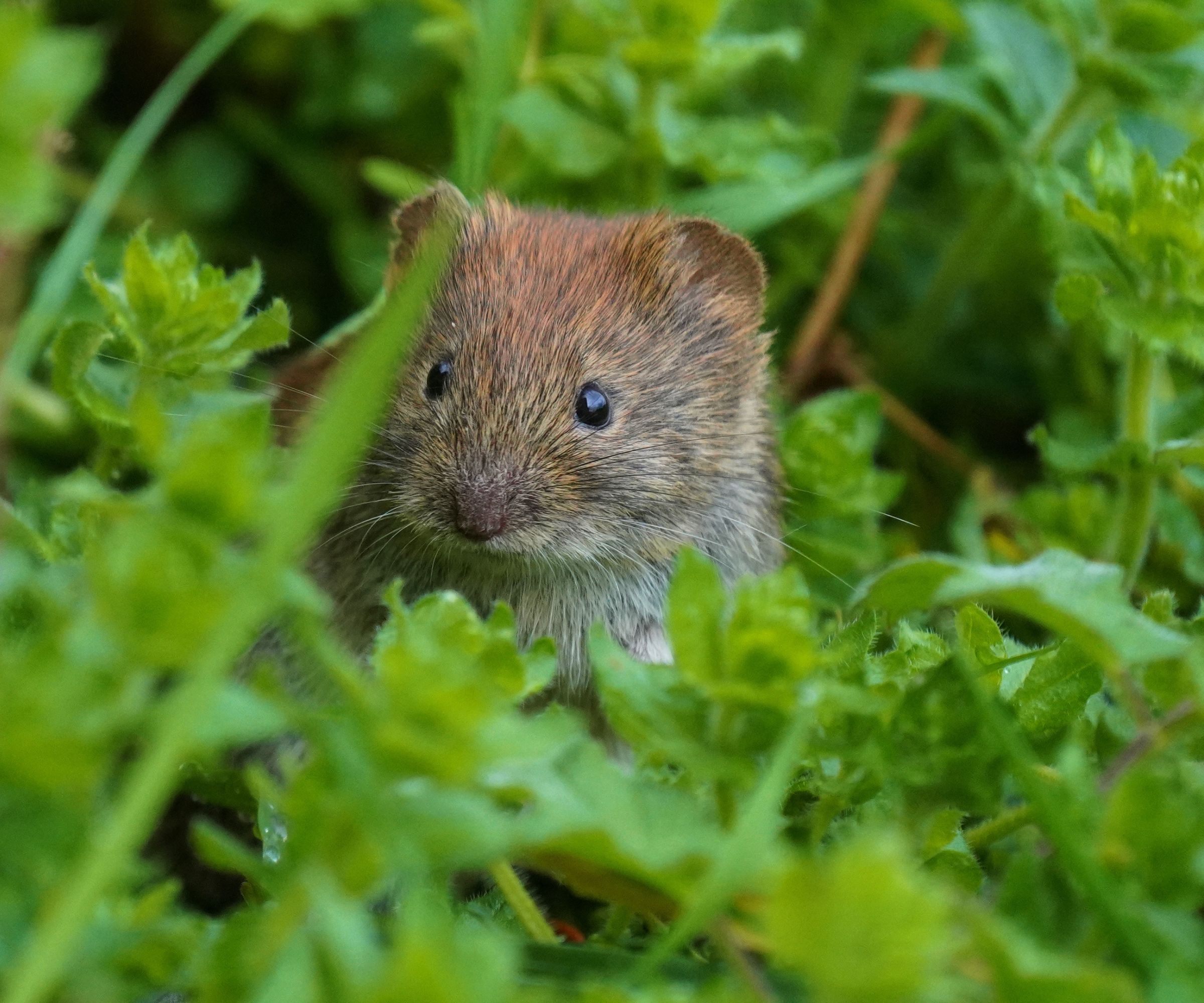 Gros plan du vole bancaire sur le terrain herbeux