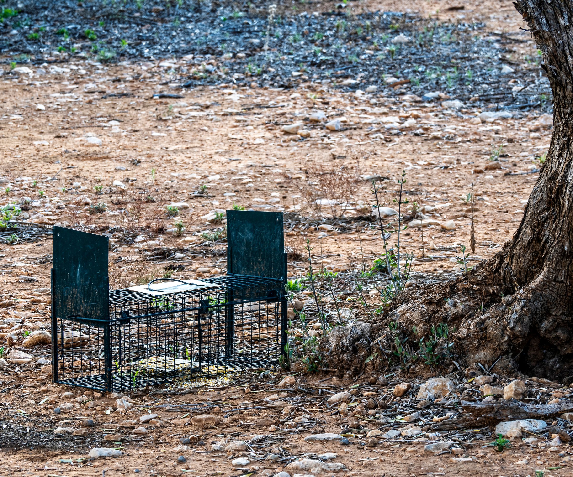 Pièger pour les grands rongeurs dans un olive Grove affecté par un ravageur