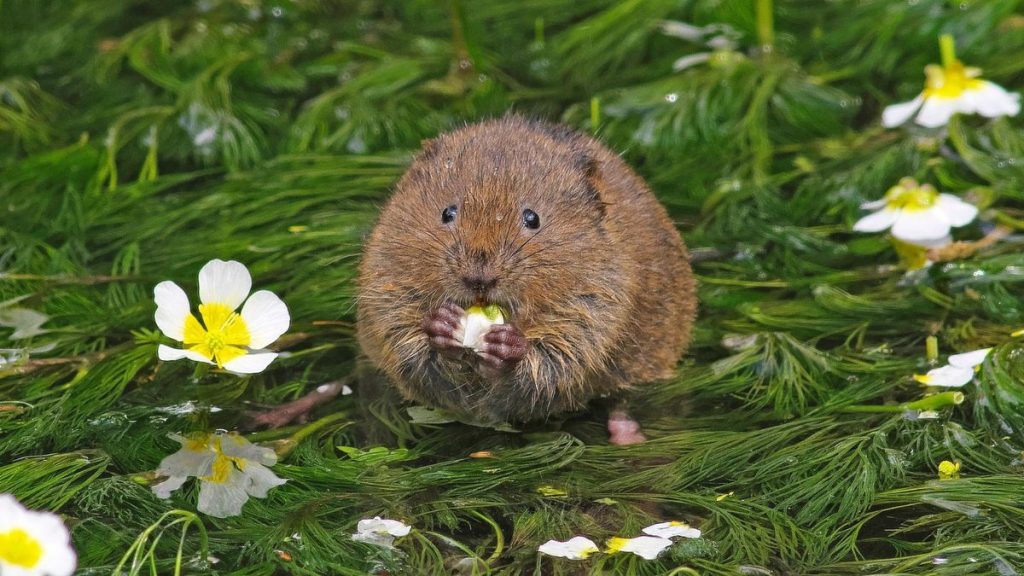 Comment se débarrasser des campagnols - 5 façons naturelles et respectueuses de l'environnement pour aider à identifier, éliminer et empêcher ces créatures d'endommager vos plantes