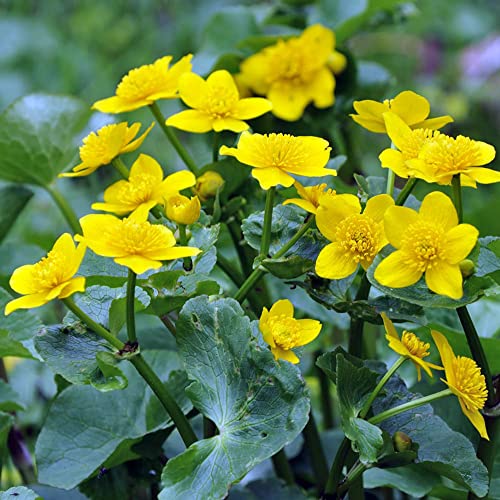 Swamp Marigold Seeds Caltha Palustris Plant à fleurs vivaces ATTRENIR POLLINATEURS Ponds Streams Outdoor 200pcs Flower Seeds by Yegaol Garden