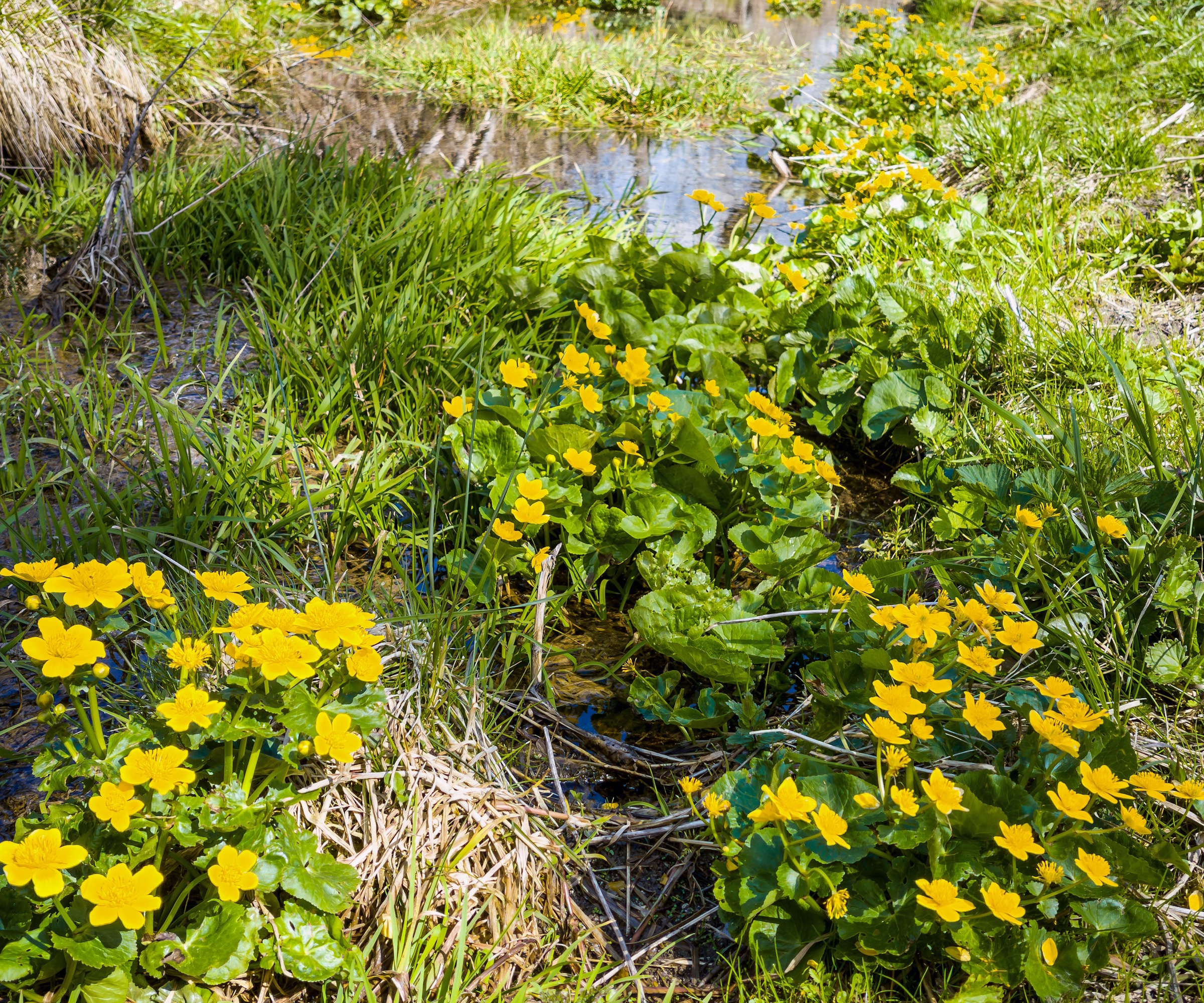 Marigold des marais prospère dans un sol humide, avec des masses de fleurs jaunes au printemps