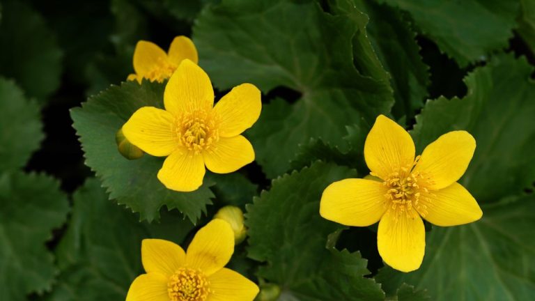 Comment cultiver des souris de marais – L’usine ultime entre les pollinisateurs de printemps Comment cultiver des souris de marais - L'usine ultime entre les pollinisateurs de printemps