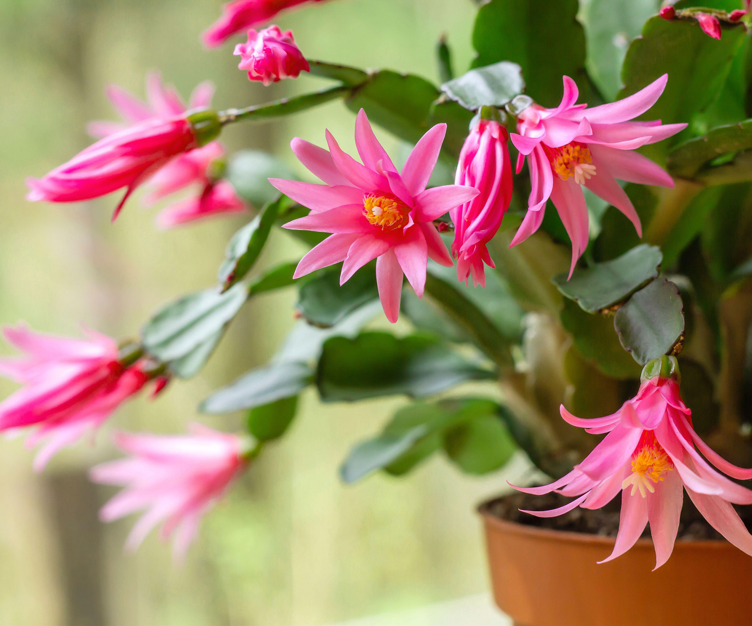 Cactus de Pâques avec des fleurs roses