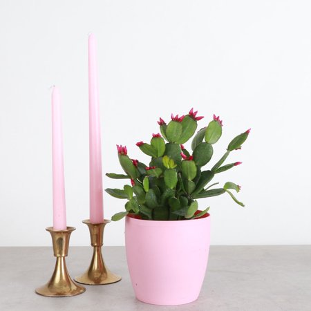 Plante de cactus de printemps de Pâques en direct - 4
