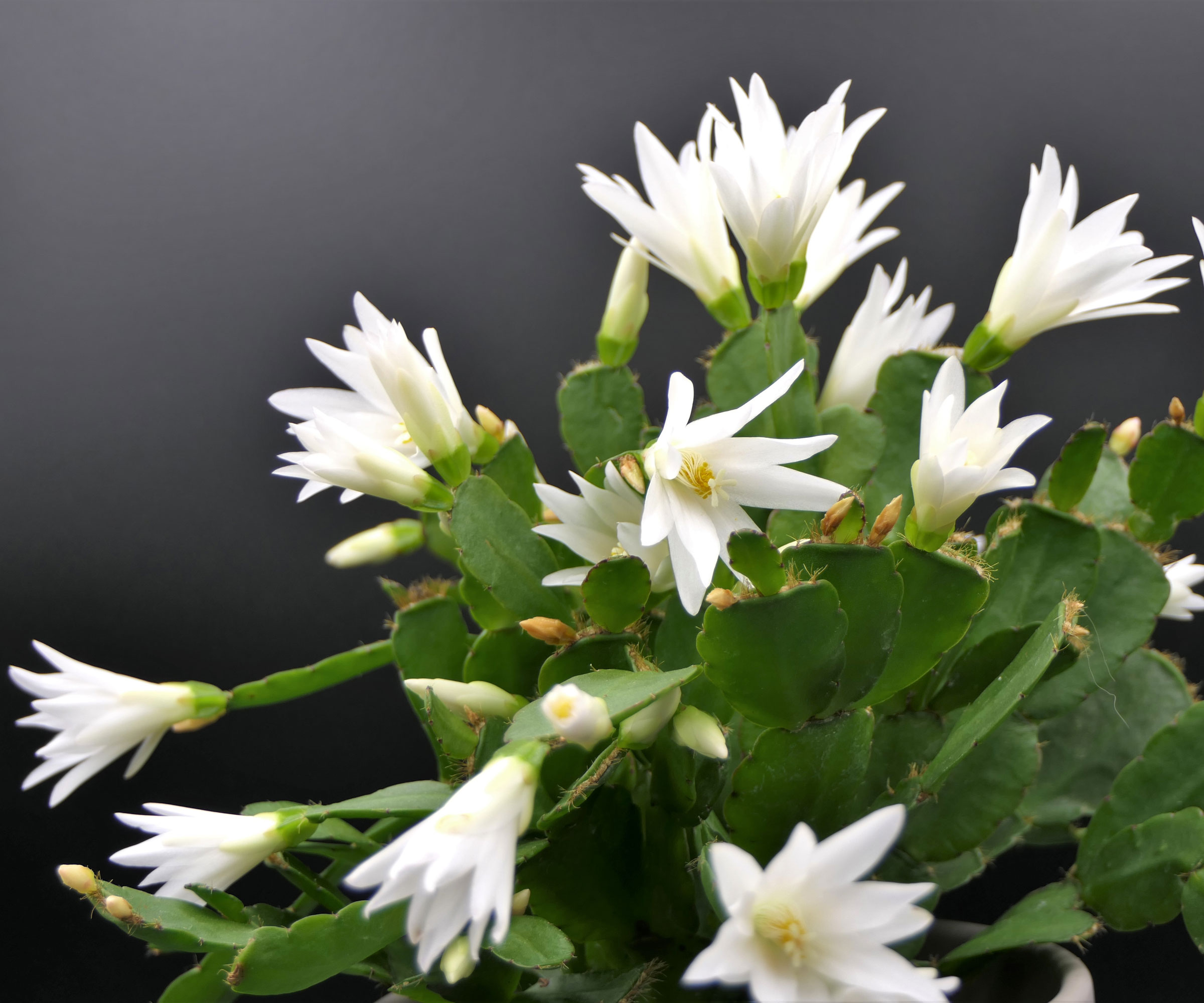 Cactus de Pâques avec des fleurs blanches