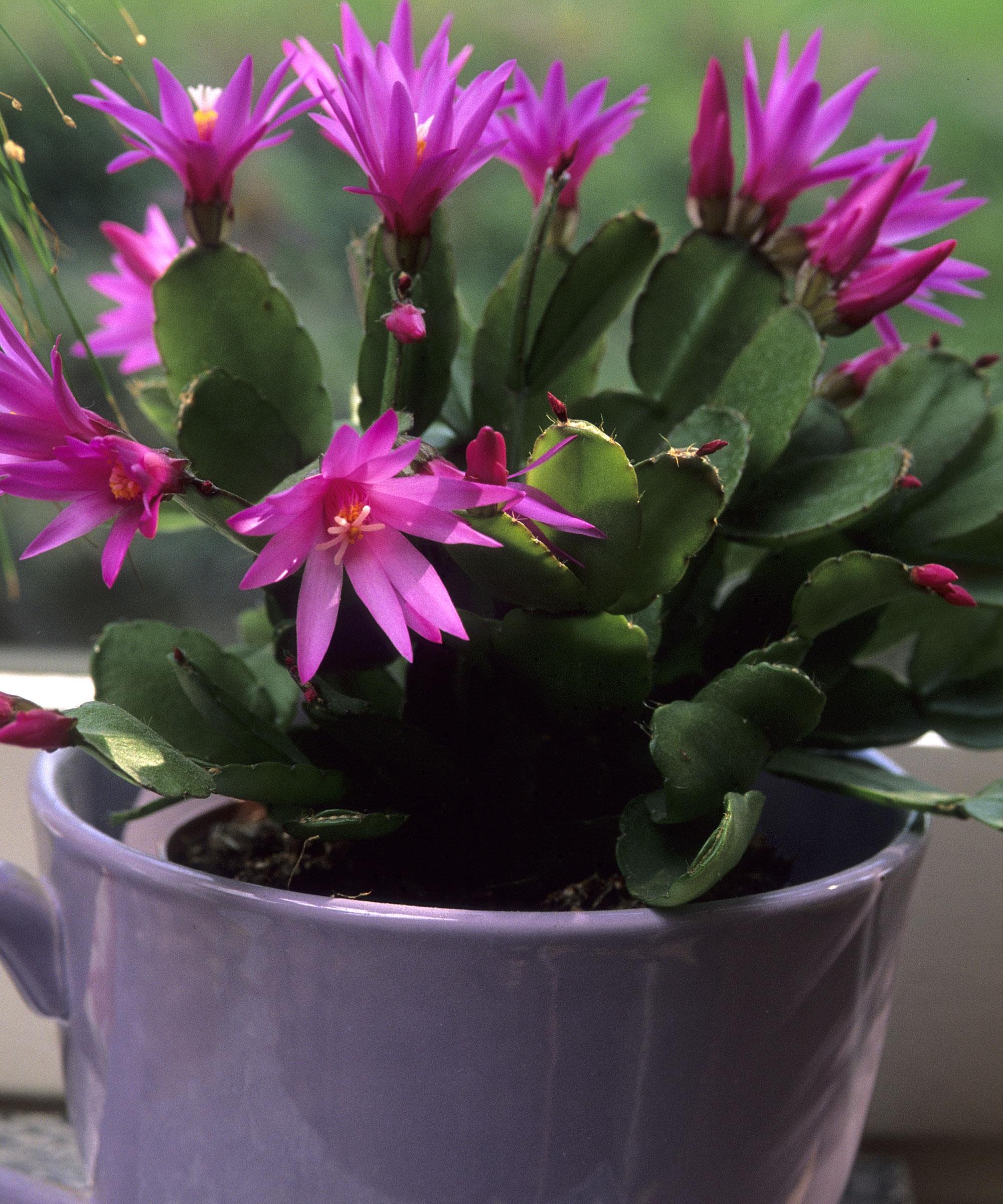 Cactus de Pâques avec des fleurs roses dans le pot