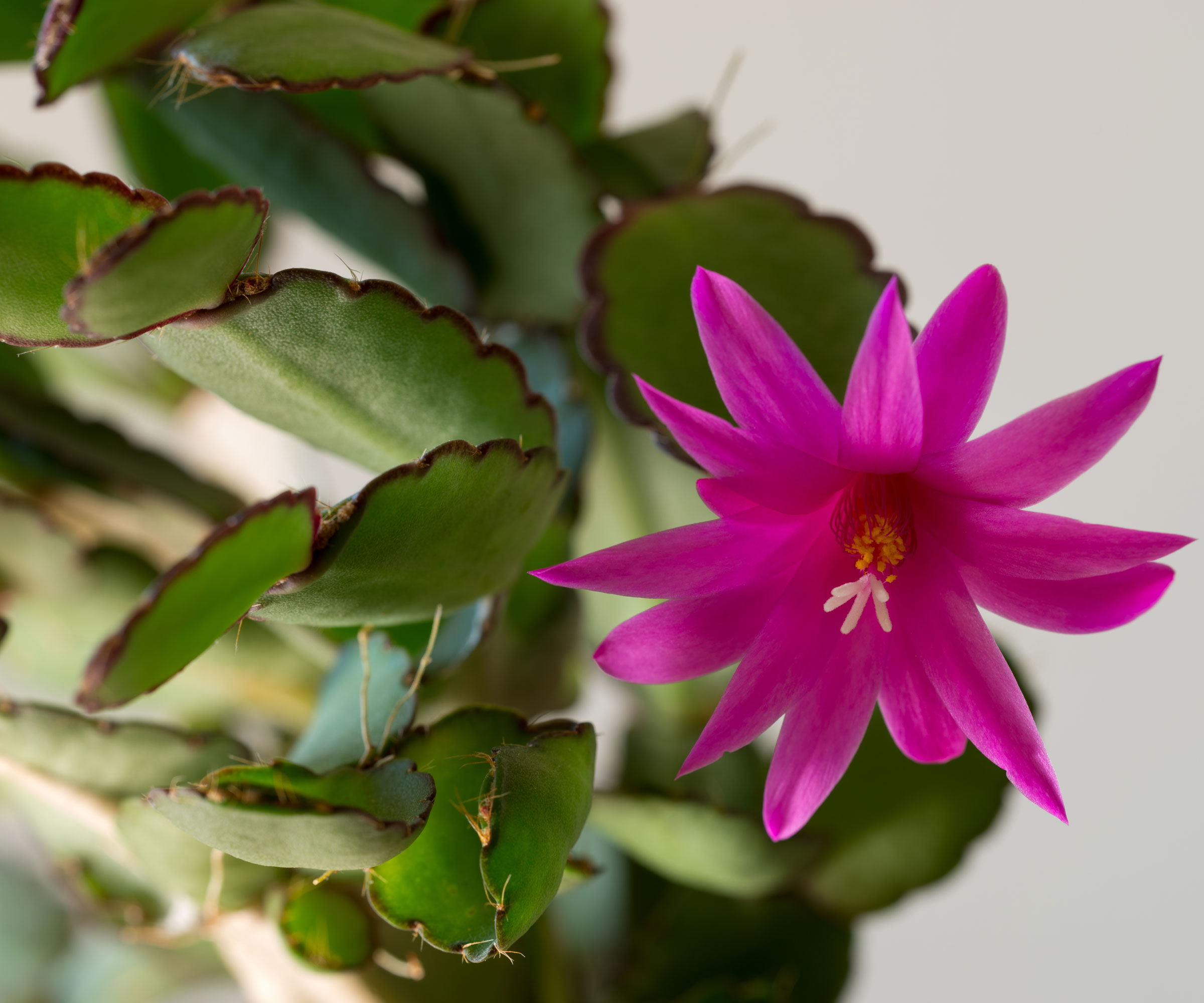 Cactus de Pâques avec une fleur rose vif