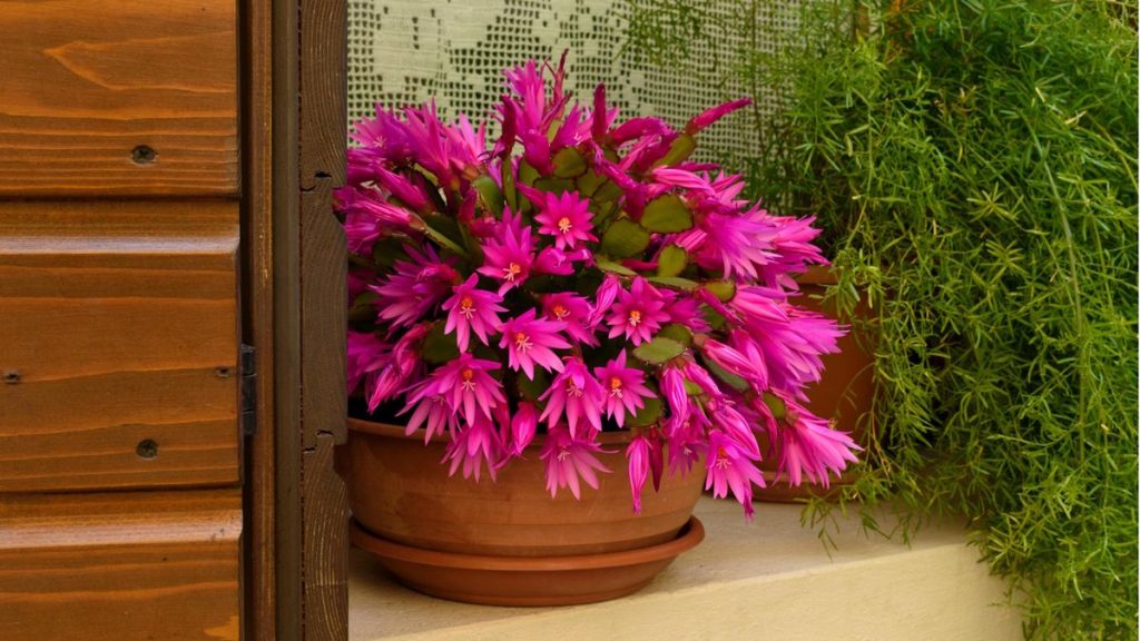 Comment faire pousser des cactus de Pâques - 5 conseils que les experts végétaux disent apporteront des fleurs brillantes et durables