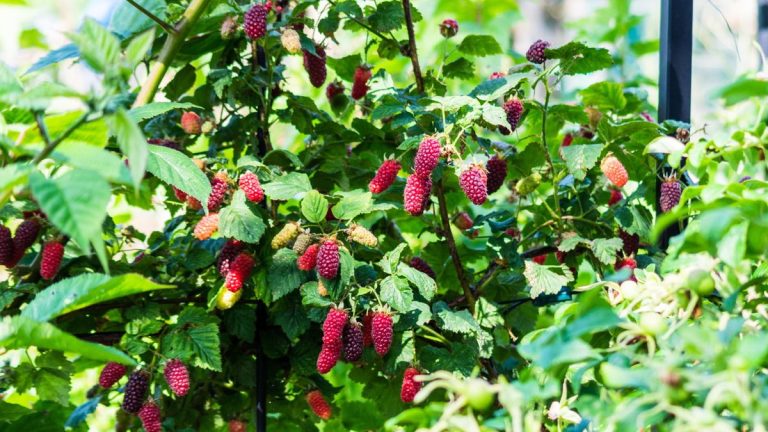 Comment cultiver des Loganberries – pour des cultures lourdes et fiables de gros fruits de framboise juteux Comment cultiver des Loganberries - pour des cultures lourdes et fiables de gros fruits de framboise juteux
