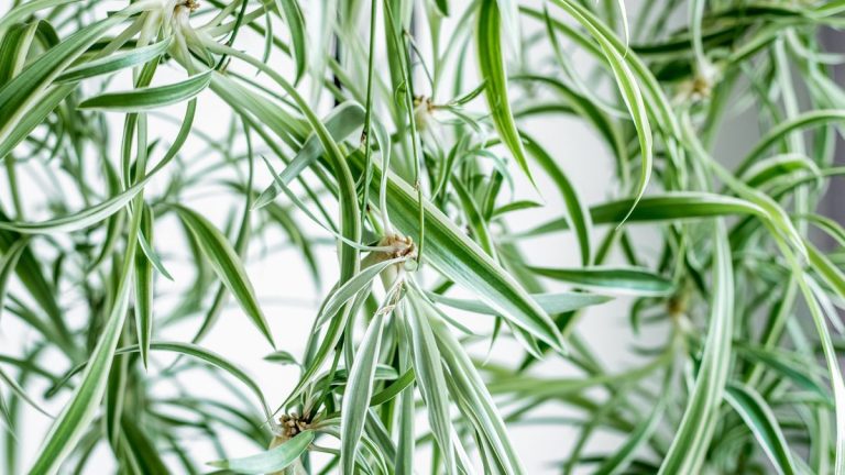 J’ai transformé ma plante d’araignée en une fonctionnalité botanique traînante dans ma maison et je ne la gère plus jamais différemment – 3 conseils d’experts pour transformer les Spiderettes en spectacle vert J'ai transformé ma plante d'araignée en une fonctionnalité botanique traînante dans ma maison et je ne la gère plus jamais différemment - 3 conseils d'experts pour transformer les Spiderettes en spectacle vert