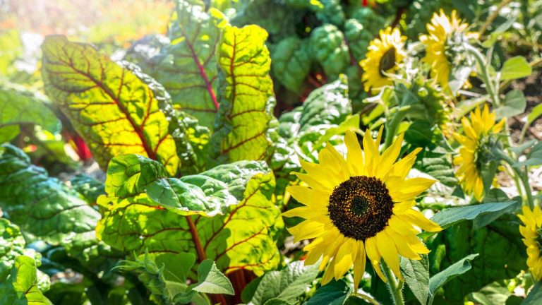 7 des meilleures plantes comestibles pour le jardinage du chaos – pour ajouter une touche ornementale mais pratique à votre plantation 7 des meilleures plantes comestibles pour le jardinage du chaos - pour ajouter une touche ornementale mais pratique à votre plantation
