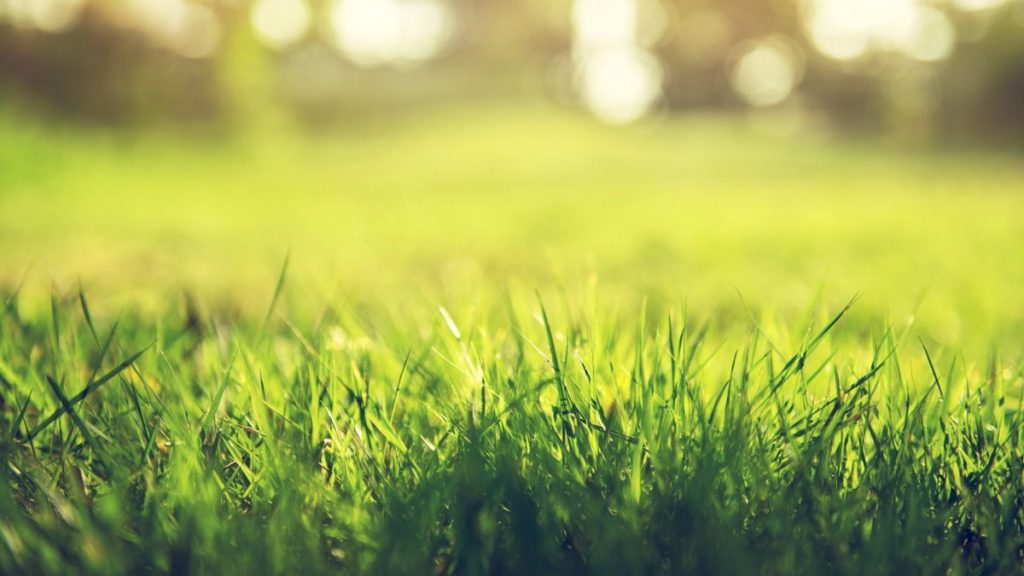 Le début du printemps est le moment idéal pour appliquer du sable de pelouse pour améliorer le drainage, tuer la mousse, et plus encore - comment choisir le moment parfait pour avoir une pelouse verte saine