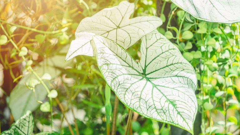 Pouvez-vous cultiver de l’alocasie à l’extérieur? Les experts de l’usine révèlent comment ajouter cette plante d’intérieur de déclaration à votre cour Pouvez-vous cultiver de l'alocasie à l'extérieur? Les experts de l'usine révèlent comment ajouter cette plante d'intérieur de déclaration à votre cour