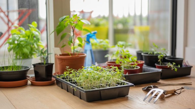 Dois-je laisser tomber mes semis pour les séparer? 4 façons recommandées par les horticulteurs de séparer les semis en toute sécurité pour éviter de les tuer, et que ne jamais faire