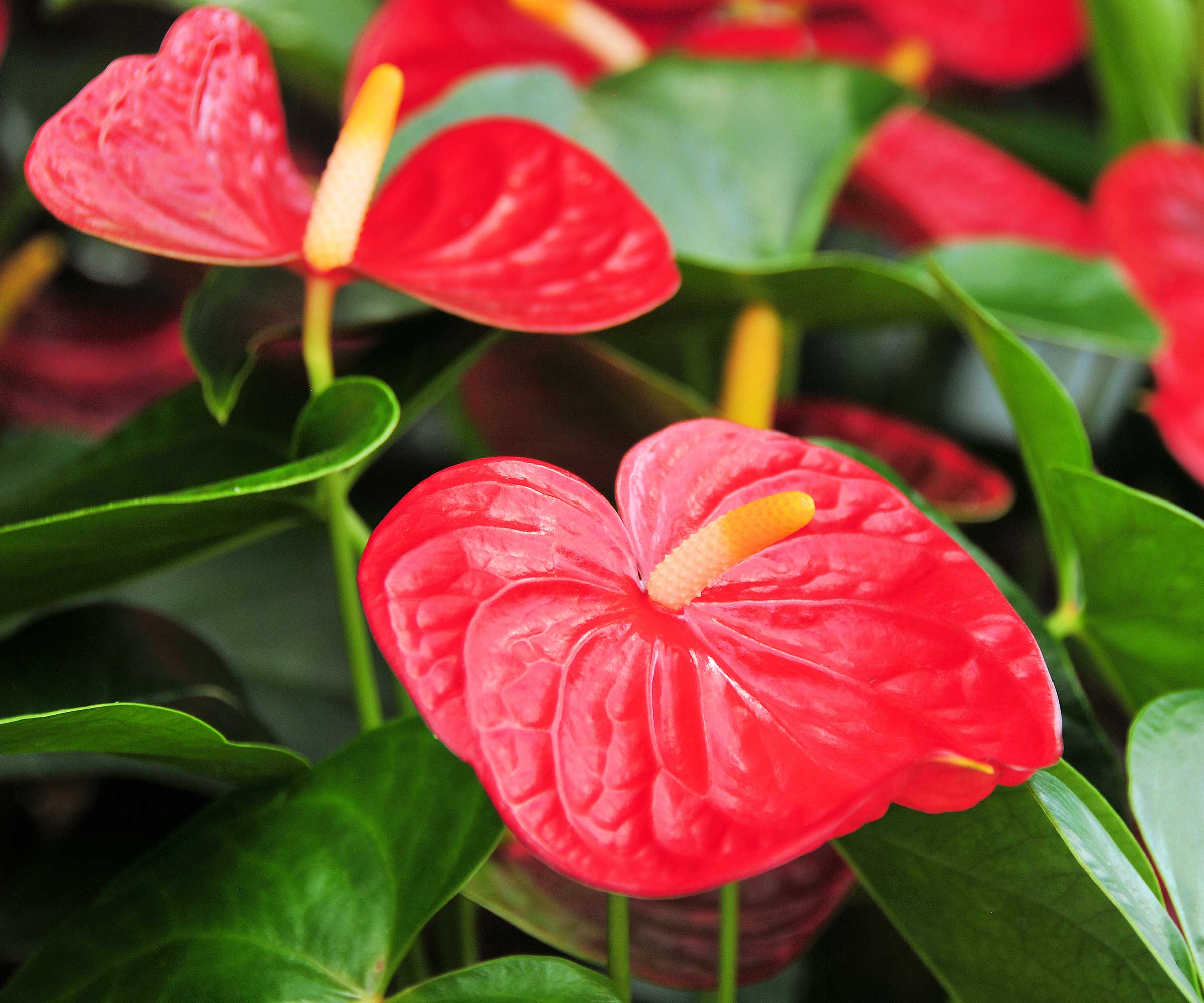 Fleurs d'anthurium rouge