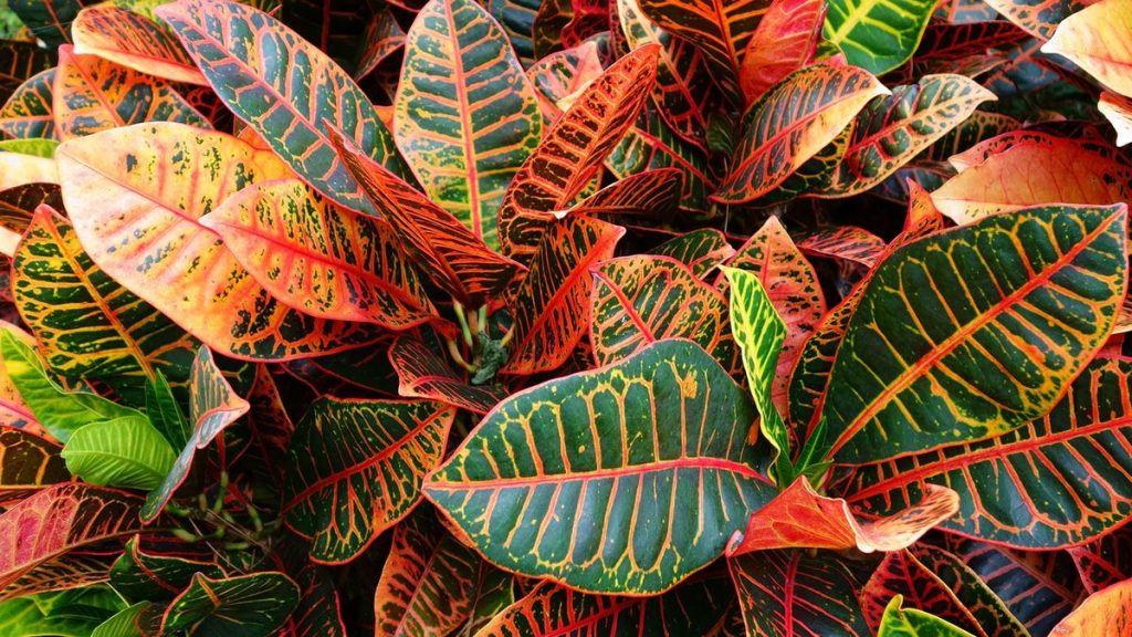 Ces plantes d'intérieur sont parfaites pour les maximalistes - 5 options à fort impact pour plus