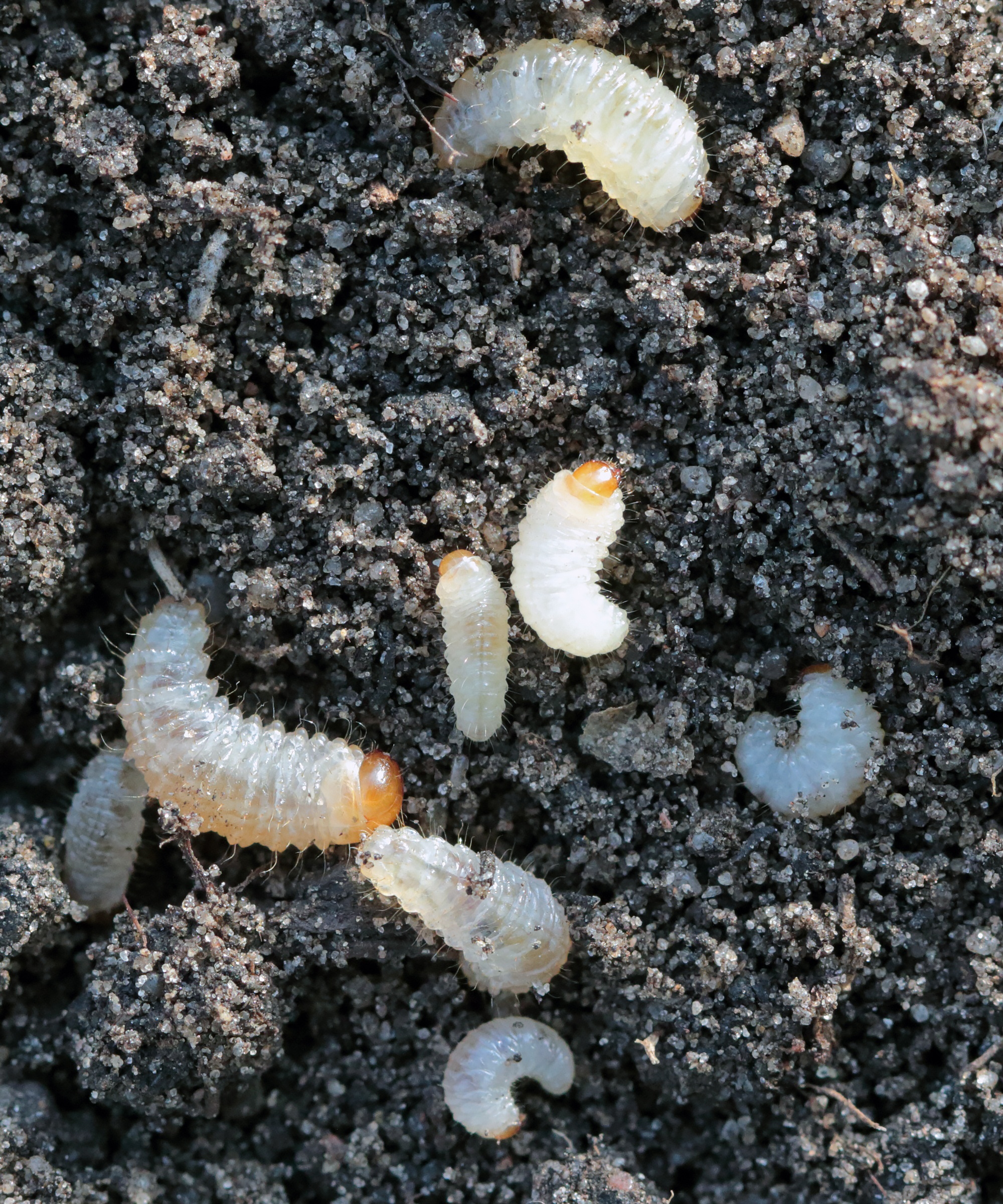 Vine Weevil Grubs mangera les racines des plantes dans des conteneurs