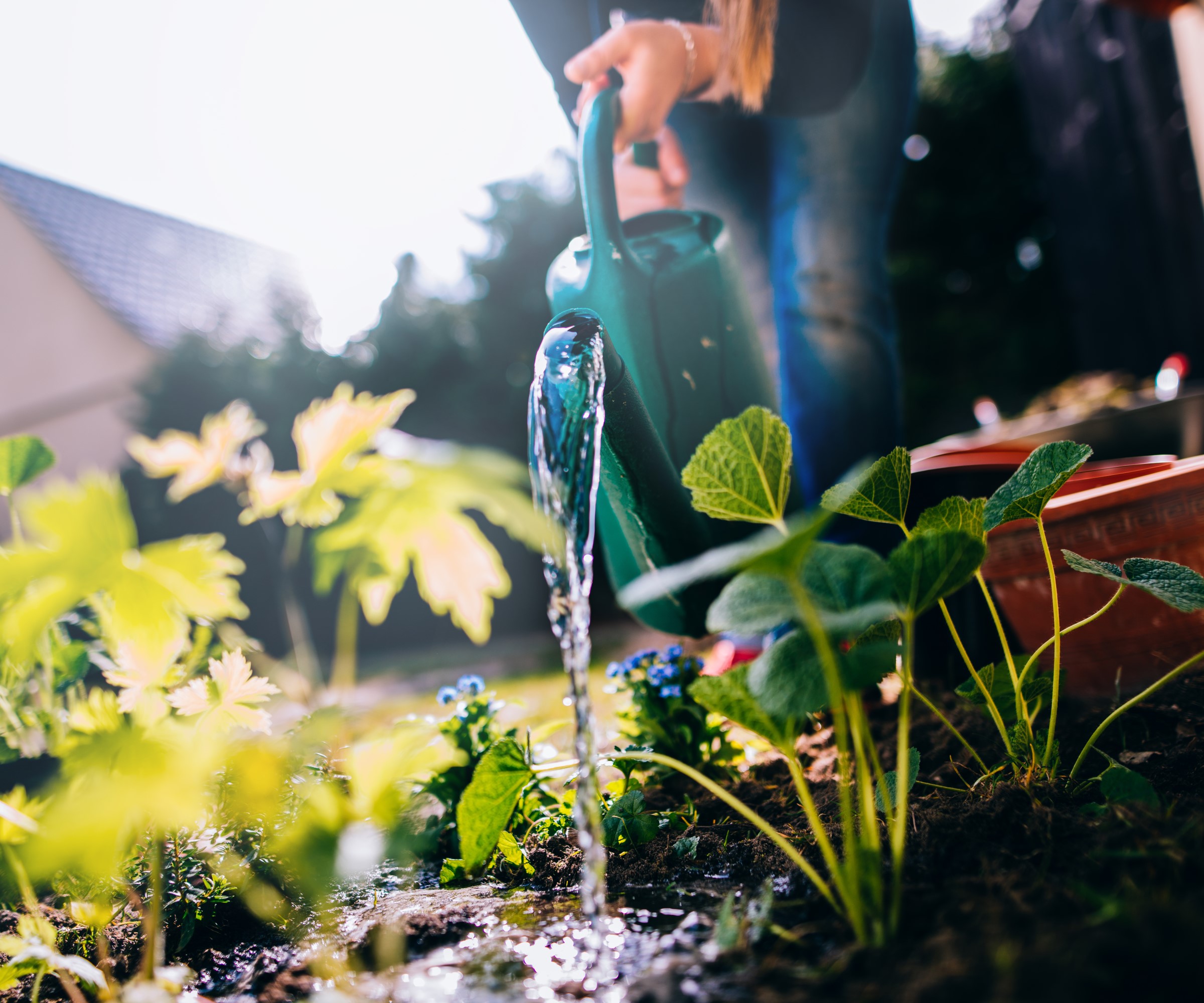 Arroser les plantes du jardin