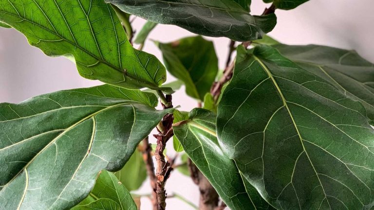 La figue Majestic Fiddle Leaf peut aider à améliorer l'énergie de votre maison - voici comment choisir l'endroit idéal pour un Feng Shui positif