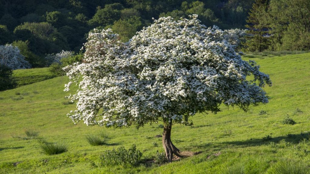 Il est maintenant temps de tailler les arbres d'aubépine pour les garder en bonne santé et attrayants - 5 étapes recommandées par des experts à suivre pour une coupe appropriée