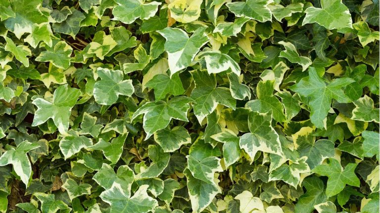 Puis-je tailler le lierre de mon voisin? Les avocats et les experts immobiliers révèlent quand vous pouvez retirer cette plante indésirable et quand vous pourriez enfreindre la loi