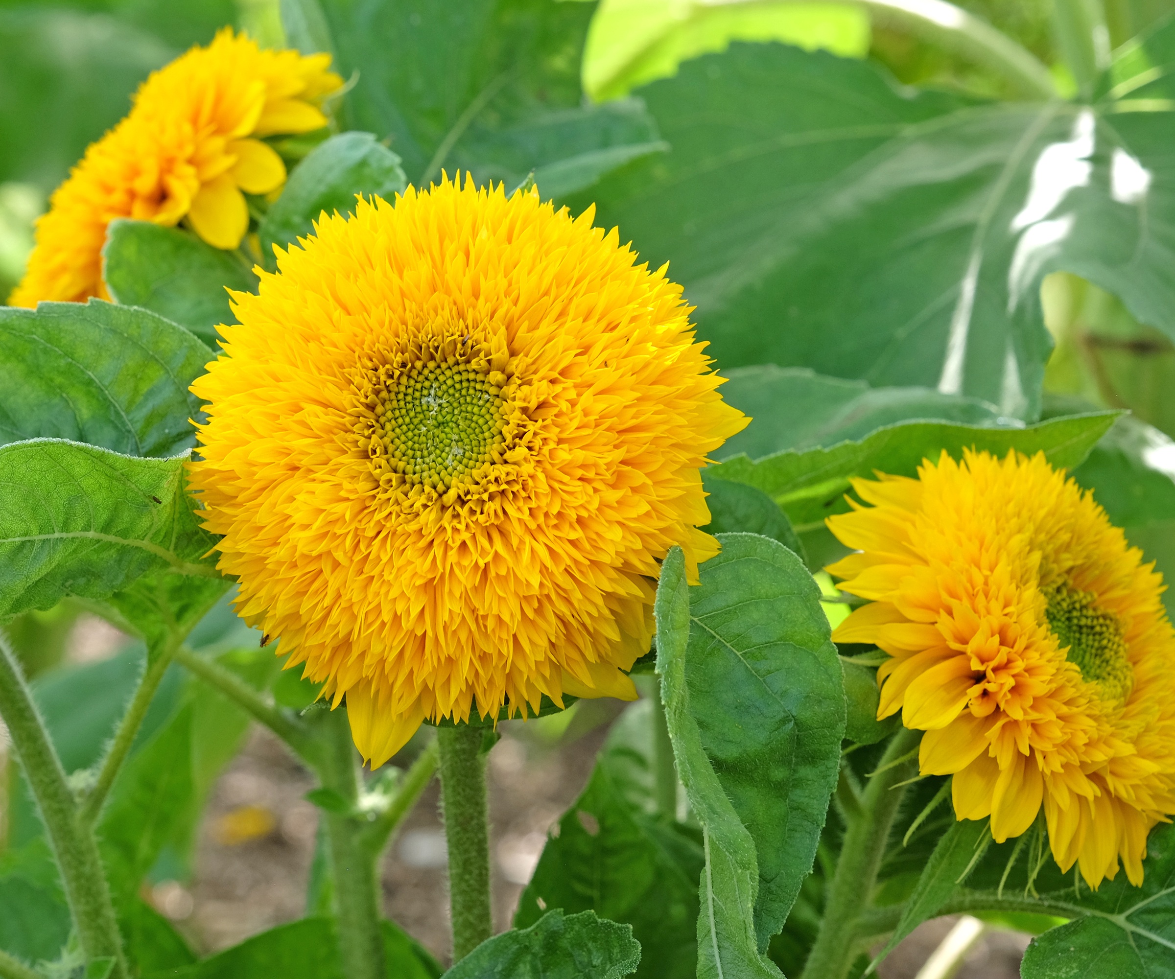 Ours en peluche de tournesol