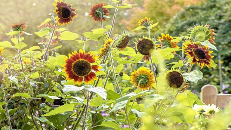 Plus que des classiques de jardin d'été hauts et joyeux, ces 9 variétés de tournesol spectaculaires feront tourner les têtes et créeront une déclaration dramatique dans n'importe quel endroit ensoleillé