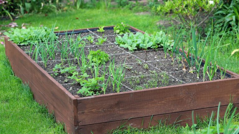 9 des meilleurs légumes pour cultiver en utilisant la méthode de jardinage du pied carré – pour les grandes récoltes dans les petits espaces 9 des meilleurs légumes pour cultiver en utilisant la méthode de jardinage du pied carré - pour les grandes récoltes dans les petits espaces