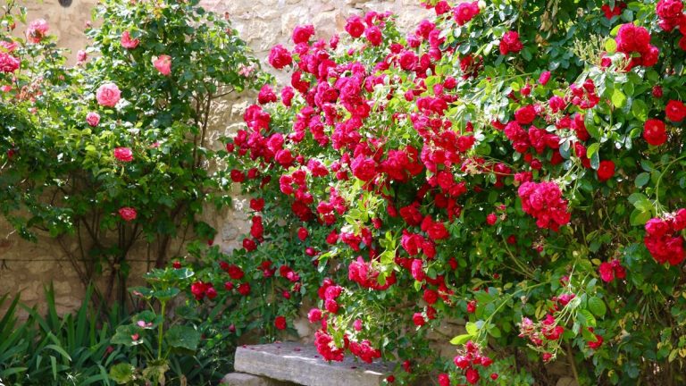 Comment concevoir un jardin provincial français – Choisissez des couleurs charmantes et des plantes élégantes pour recréer un chef-d’œuvre Monet dans votre propre arrière-cour Comment concevoir un jardin provincial français - Choisissez des couleurs charmantes et des plantes élégantes pour recréer un chef-d'œuvre Monet dans votre propre arrière-cour