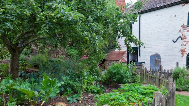 4 raisons que vous devez planter des arbres dans un potager – et les experts révèlent les secrets pour vous aider à récolter les récompenses 4 raisons que vous devez planter des arbres dans un potager - et les experts révèlent les secrets pour vous aider à récolter les récompenses