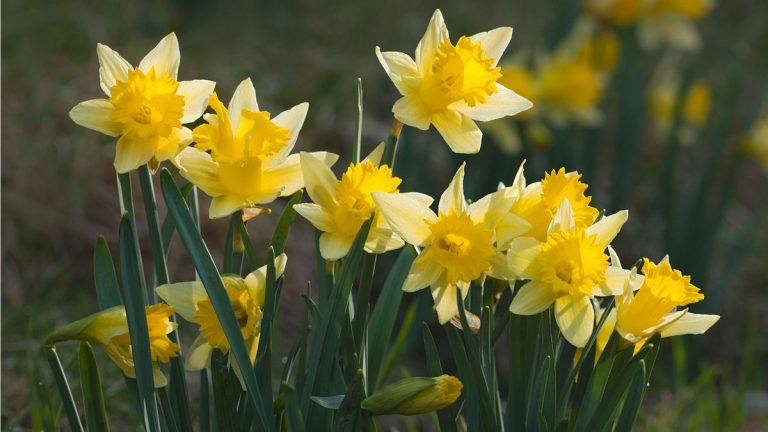 Est-il trop tard pour planter des ampoules de jonquille en mars? Conseils d’experts pour faire de la plantation tardive un succès Est-il trop tard pour planter des ampoules de jonquille en mars? Conseils d'experts pour faire de la plantation tardive un succès