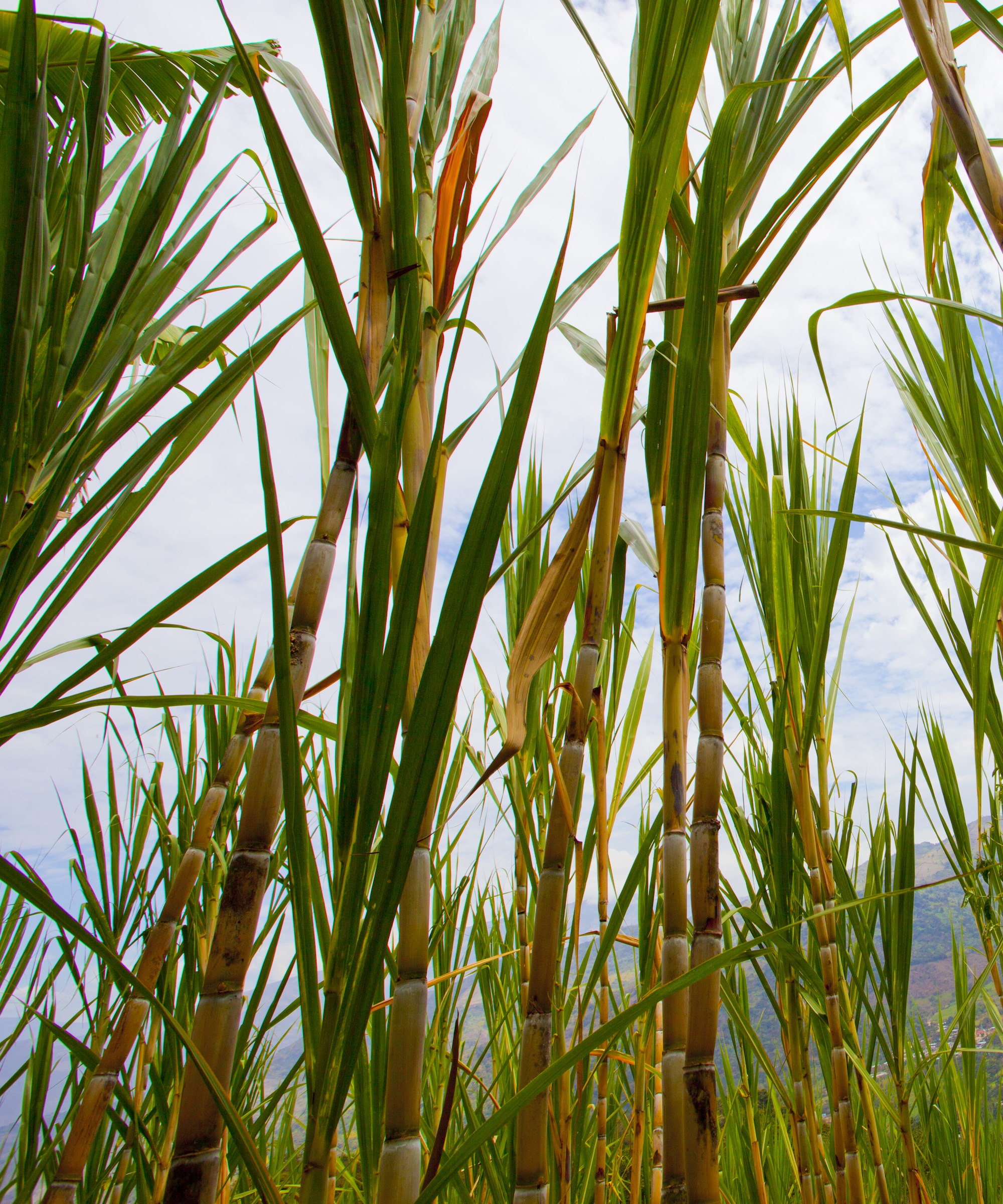 En regardant vers le haut sur de grandes herbes de canne à sucre poussant dans un champ