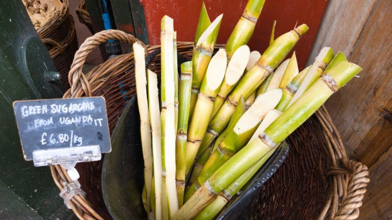 Comment faire pousser de la canne à sucre – des conseils d’experts sur une herbe tropicale qui est plus que simple Comment faire pousser de la canne à sucre - des conseils d'experts sur une herbe tropicale qui est plus que simple