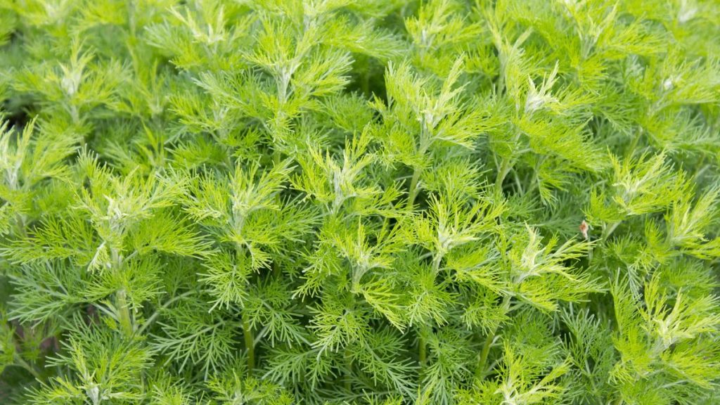 Comment cultiver Artemisia Abrotanum - cette herbe vous donnera un feuillage doux et citrussus idéal pour les chemins de doublure
