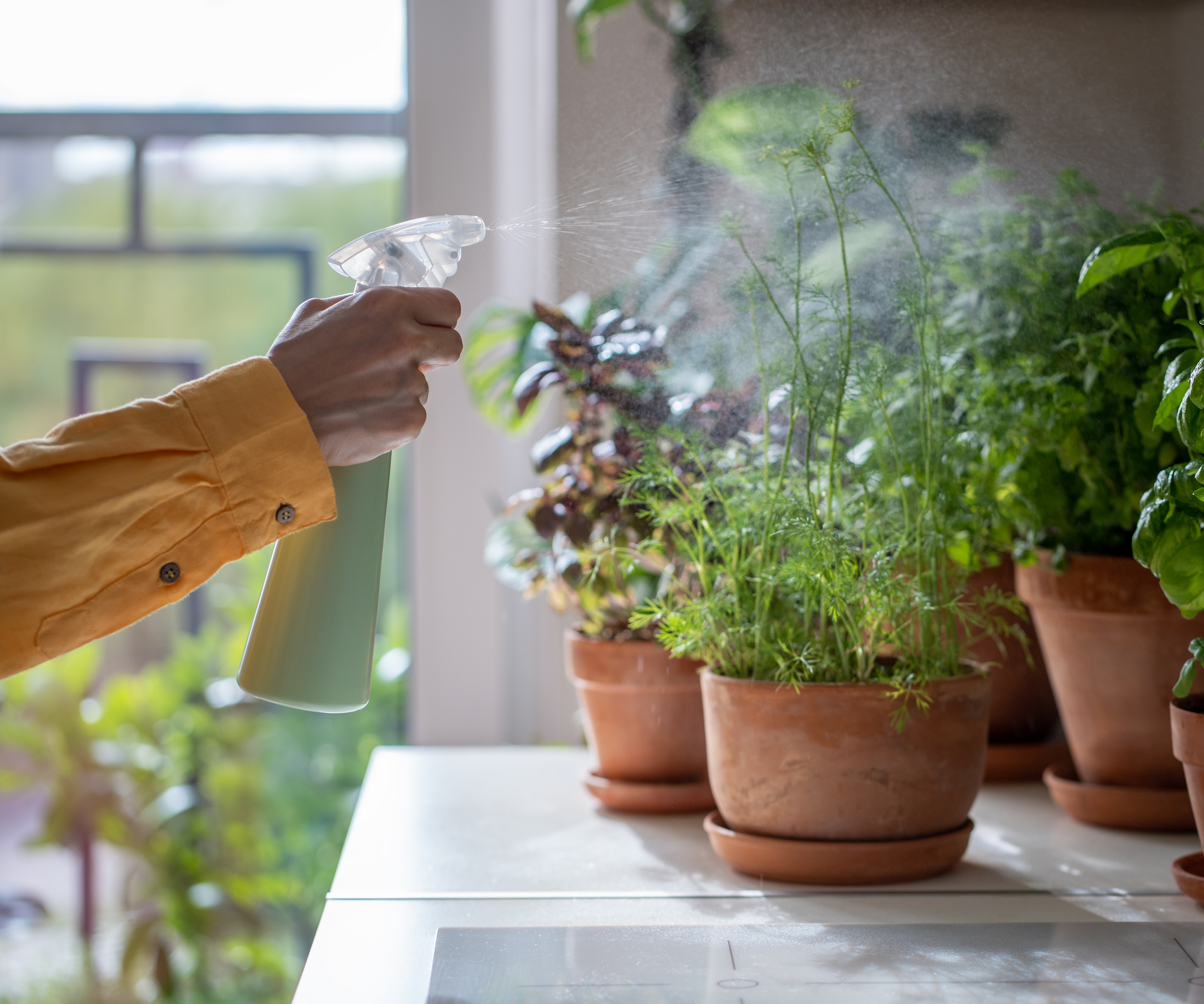 Merbe les herbes en pot