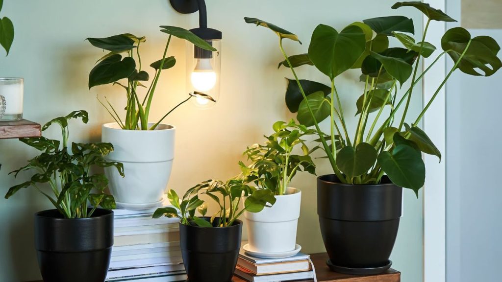 6 erreurs d'humidité des plantes d'intérieur - et comment les réparer comme un pro