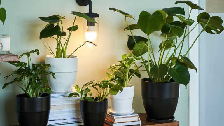 6 erreurs d’humidité des plantes d’intérieur – et comment les réparer comme un pro 6 erreurs d'humidité des plantes d'intérieur - et comment les réparer comme un pro