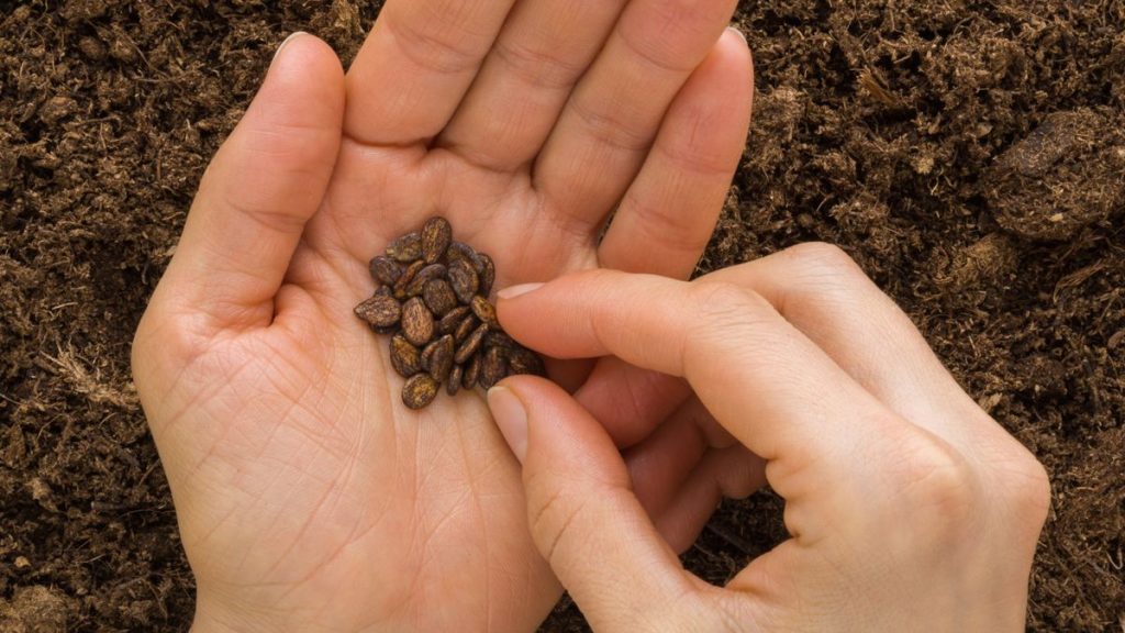 Ce piratage de jardinage peut accélérer la germination - pourquoi vous devriez scartifier des graines et 7 plantes qui bénéficieront