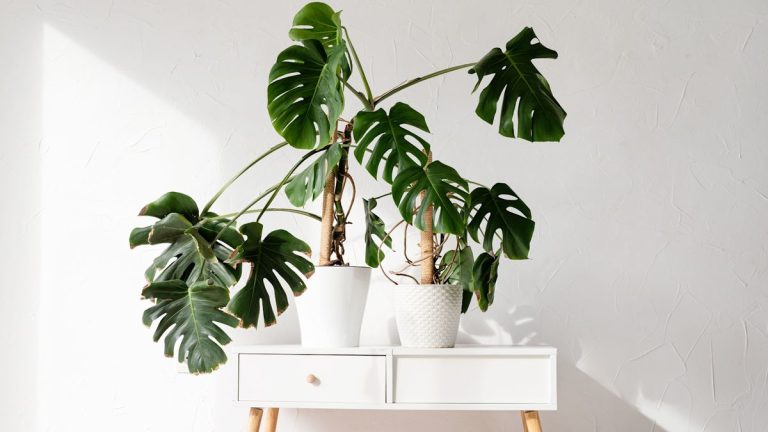Mon monstera devenait ingérable jusqu’à ce que je suive ces 5 étapes pour l’entraîner – maintenant elle mérite mes invités avec sa structure impressionnante et soignée Mon monstera devenait ingérable jusqu'à ce que je suive ces 5 étapes pour l'entraîner - maintenant elle mérite mes invités avec sa structure impressionnante et soignée
